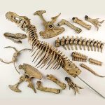 MetalFun (Metal Fun) 3D DIY Tyrannosaurus Rex Skeleton Model Kit (4)