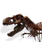 MetalFun (Metal Fun) 3D DIY Tyrannosaurus Rex Skeleton Model Kit (4)