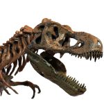 MetalFun (Metal Fun) 3D DIY Tyrannosaurus Rex Skeleton Model Kit (4)