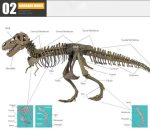 MetalFun (Metal Fun) 3D DIY Tyrannosaurus Rex Skeleton Model Kit (4)